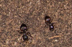 Crematogaster monticola