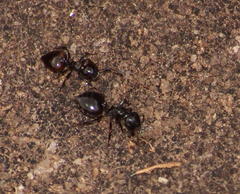 Crematogaster monticola