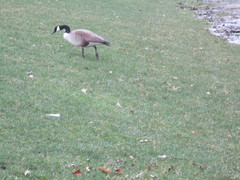 Branta canadensis
