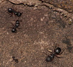 Crematogaster monticola