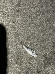 Genyonemus lineatus