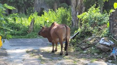 Bos