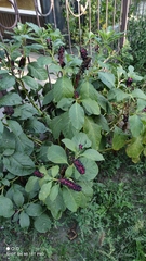 Phytolacca acinosa