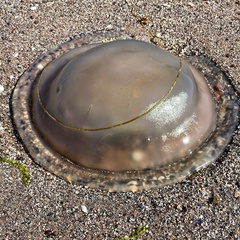 Rhizostoma octopus