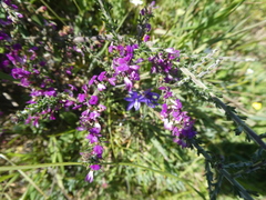 Muraltia macropetala