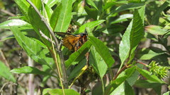 Ardaris eximia