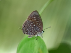 Arhopala ammon