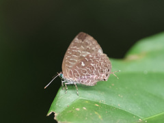 Arhopala ammon