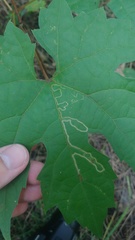 Phyllocnistis vitifoliella