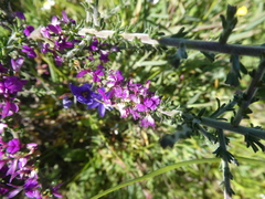 Muraltia macropetala