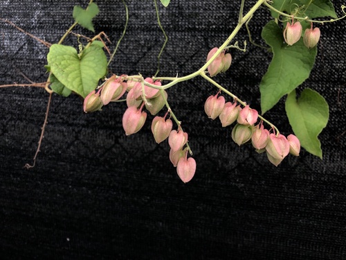 Antigonon leptopus