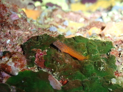 Microlipophrys nigriceps