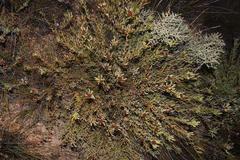 Leucadendron glaberrimum glaberrimum