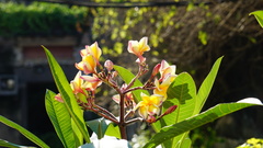 Plumeria rubra