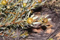 Leucadendron glaberrimum glaberrimum