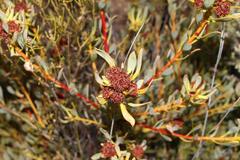 Leucadendron glaberrimum glaberrimum