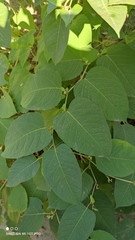 Reynoutria × bohemica