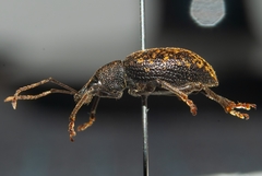 Otiorhynchus