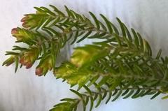 Passerina falcifolia