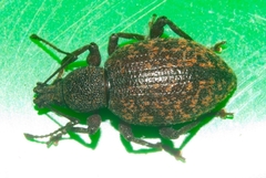Otiorhynchus