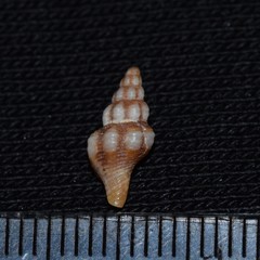 Image of Fusinus parvulus