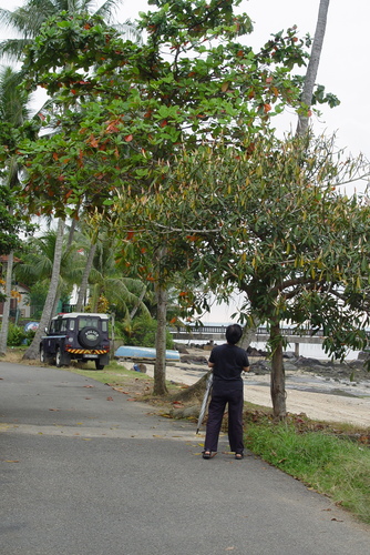 Ficus crassiramea
