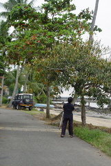 Ficus crassiramea