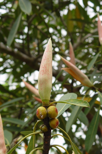 Ficus crassiramea, photograph 1