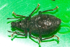 Otiorhynchus