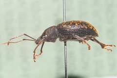 Otiorhynchus
