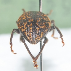 Otiorhynchus
