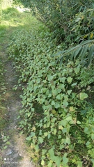 Xanthium orientale
