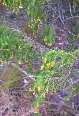 Passerina falcifolia