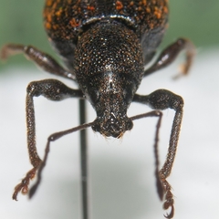 Otiorhynchus