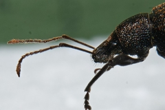 Otiorhynchus