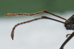Otiorhynchus