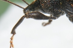 Otiorhynchus