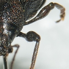 Otiorhynchus