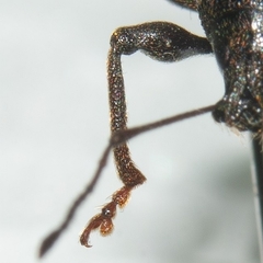 Otiorhynchus