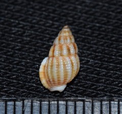 Tritia varicosa