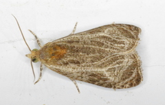 Olethreutes quadrifidum