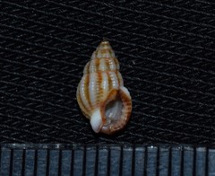 Tritia varicosa