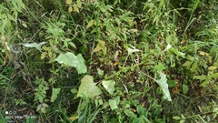 Xanthium orientale