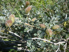 Podalyria sericea