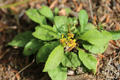 Solidago virgaurea virgaurea