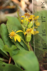 Solidago virgaurea virgaurea