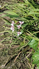 Butomus umbellatus