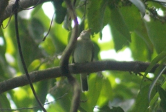 Empidonax alnorum