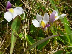 Mazus radicans