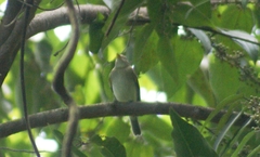 Empidonax alnorum